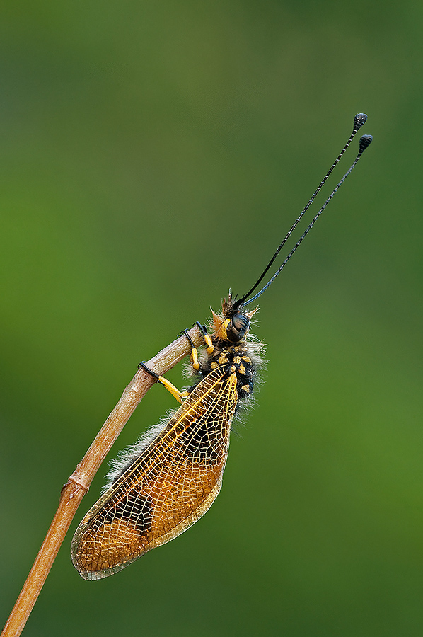 Libelloides sp.